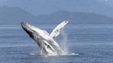 Entanglements of humpback whales in fish farms rare, and naivety could be to blame