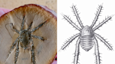 "Unlike any other": Prehistoric Illinois' spiny-legged arachnid discovered