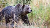 Man, 35, survives grizzly bear attack after encountering two of them at national park