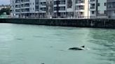 Canny dolphins surprise sightseers after swimming into North Wales town