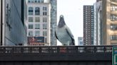 Una paloma gigante de un artista colombiano, nuevo ícono en Nueva York