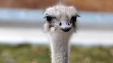 Beloved Ostrich Dies at Kansas Zoo After Swallowing Worker’s Keys