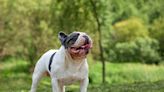 Frenchie and Shar Pei's Colorful 'Argument' Has the Internet in Stitches