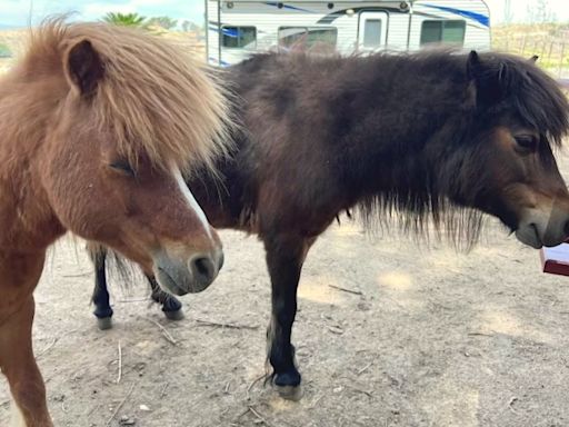 Couple devastated after ponies found murdered at Southern California ranch