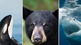 From bears to sharks to orcas, here's what to do if you find yourself up against these apex predators