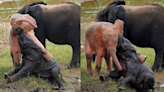 Un éléphant rose, un cas extrêmement rare, observé en Afrique du Sud