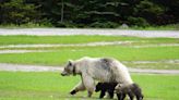 After death of rare white grizzly and cubs in B.C., experts look for lessons | Globalnews.ca