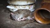 Hantavirus in United States: Deadly rat-borne disease claims lives-Know all about symptoms and treatment