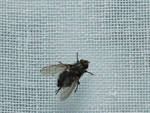 Five top tips to keep disease-carrying flies out of our homes this summer