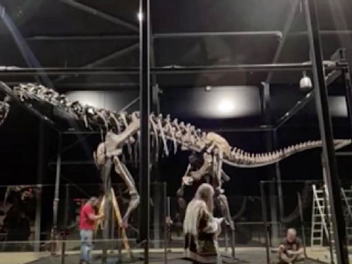 Huge dinosaur skeleton unearthed in Wyoming makes it to museum in Europe