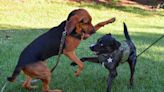 New canine team with bloodhound, therapy dog on duty at Martin County Sheriff's Office