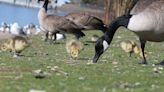 Off-leash dogs considered to scare geese at city parks