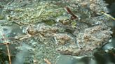 City begins treating Lady Bird Lake to reduce toxic algae