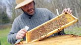 Bee Resonance Project promotes mindful beekeeping through care and education