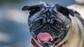 Pets can get heat stroke, too. But some breeds are more at risk