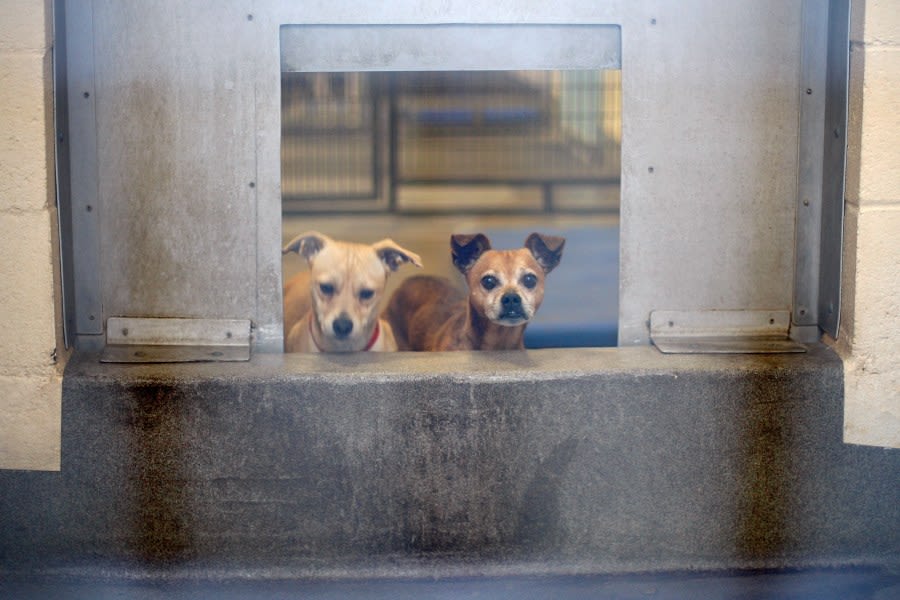 It’s National Adopt a Shelter Pet Day! Fairfax County Animal Shelter highlights adoptable pets