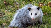 Brave Mama Possum Doesn't Flinch While Getting Stitches After Being Attacked