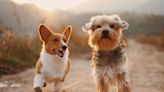 The 10 most loyal dog breeds that will be your faithful companions for life