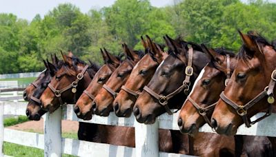 200 Best Horse Names for Your Colts and Fillies