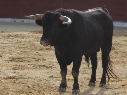 PACMA denuncia la "monstruosidad más absoluta" por matar de un tiro a un toro en Coria, Cáceres