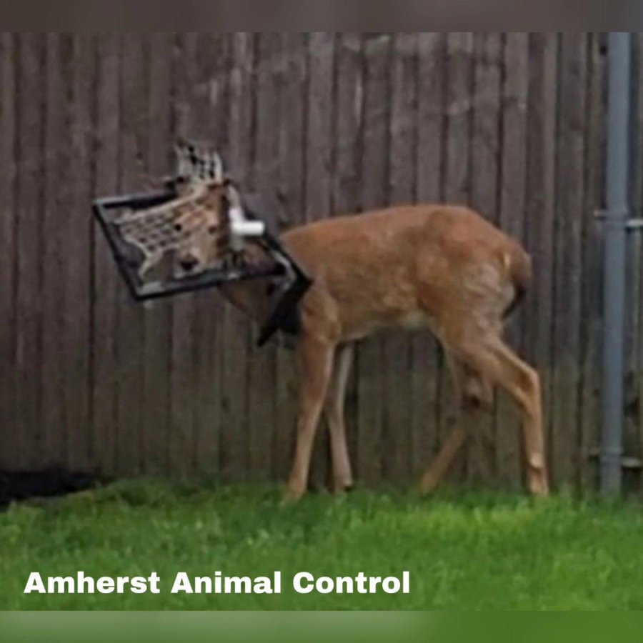 Look: Deer rescued from mini hockey net after two weeks