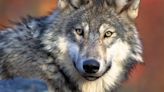 Another gray wolf attack on livestock in Jackson County