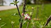 How Do You Restore a Chestnut Forest or an Apple Orchard? Very Slowly.