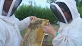 Destination Louisiane: Learn about bees, honey tastings in Baton Rouge bee experience