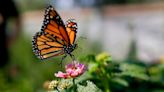 Tennessee giving away milkweed seeds to help restore monarch butterfly population