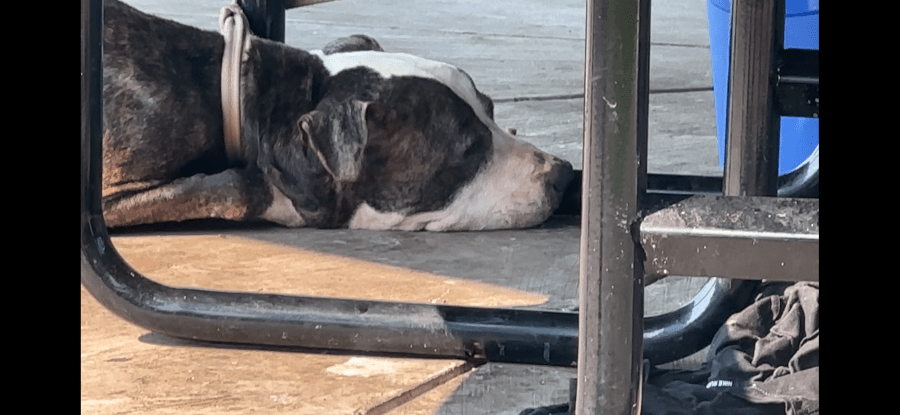 ‘I am a good boy:’ Note left with 17-year-old abandoned dog tied to park table