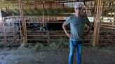 Grown IN Indiana: Wagyu farmer pursuing perfection in cattle operation, restaurant