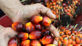 Malásia anuncia plano de doação de orangotangos para quem comprar óleo de palma Por Estadão