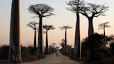 Study reveals history and oceanic voyages of remarkable baobab tree