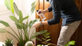 8 Houseplant Trends on the Rise in 2023, According to Experts