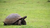 Avanza un proyecto para recuperar la población de tortugas en isla de las Galápagos