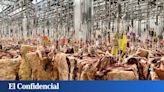 El imperio de la carne gallega más selecta que se come en Madrid tiene su secreto en una nave de Vallecas