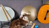 Drum Teacher From Norway Turns Pet Noises Into Bonafide Viral Hits