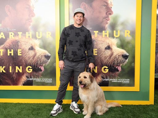 Is ‘Arthur The King’ Streaming? Here Are Ways To Watch Mark Wahlberg’s Dog Movie Online