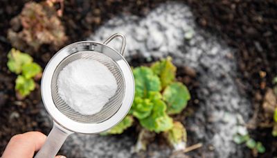 Is Baking Soda Good For Plants? 4 Ways to Use it in Your Garden