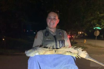 5-foot iguana found wandering loose in North Carolina