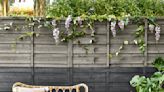 7 colours to paint your fence to make a garden look bigger, according to experts