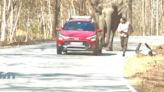 Moment tourists flee from charging elephant that nearly tramples them