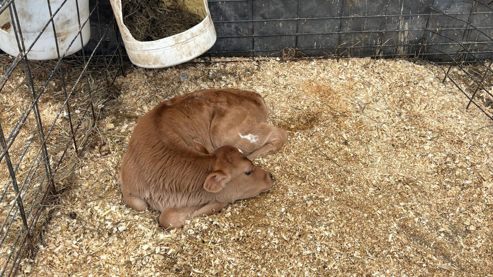 CBS13 names new heifer as Hart to Hart Farm recovers from storm damage