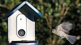 Bird feeding can be great for humans but could harm the birds we love, study shows