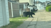 Black bears spotted in the Ohio Valley