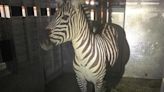 Watch: Zebra caught after nearly a week on the loose in Washington