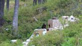 First release of the season boosts Vancouver Island marmot numbers