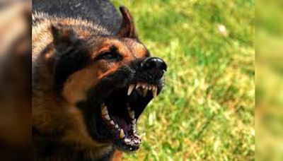 MP Horror: Stray Dogs Attack 2-Year-Old Girl Playing Outside, Tear Her To Death