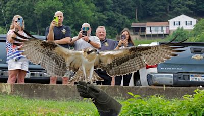 Young Osprey Returns To The Wild - West Virginia Public Broadcasting