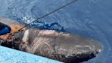 Mystery as Greenland shark found in Caribbean, thousands of miles from Arctic home